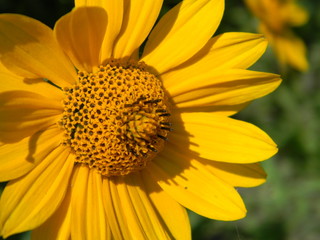 yellow flower closeup