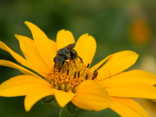 bee on yellow flower