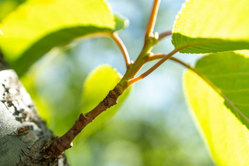 桜の木の新芽