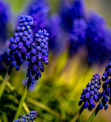 Muscari armeniacum. Grape Hyacinths. Muscari blue flowers in warm sunshine on a blurred background. Spring flowers.