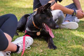 german shepherd dog sitting on the grass