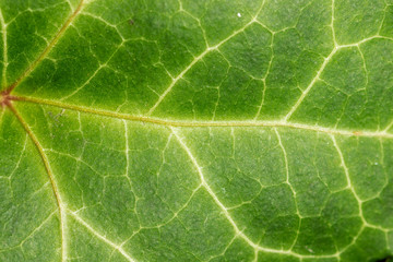 Detail of the Hedera helix, the common ivy