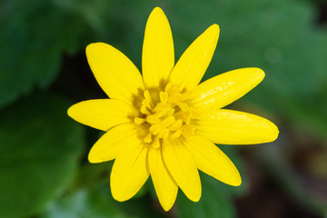 Obraz premium Close-up view of the lesser celandine or pilewort flowers