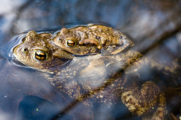 Fototapeta na wymiar Toad (Bufo bufo) mating in the pond