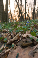The toad  (Bufo bufo) waking up from hibernation