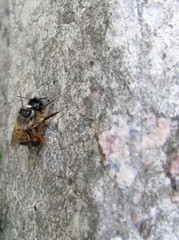 
Two bees on a granite gray stone in spring