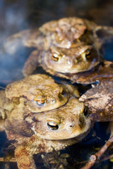 Toad  (Bufo bufo) mating in the pond