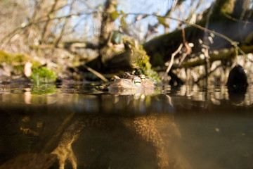 Toad  (Bufo bufo) mating in the pond