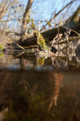 Toad  (Bufo bufo) mating in the pond