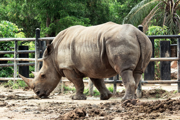 Fototapeta premium White rhinoceros in natural habitat thailand