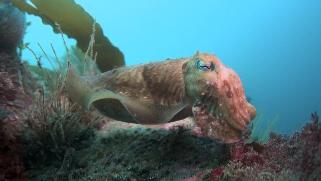 Common Cuttlefish hovering just above the sea bed. UK Underwater Footage.