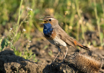 Bluethroat singing