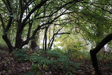 New York in her beautiful autumn suit Central Park