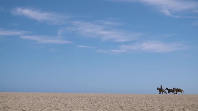 Horses walking on the sand in the beach.
