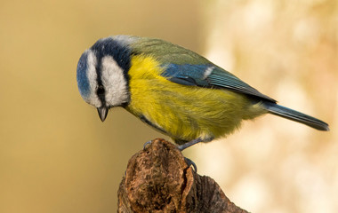 Blue Tit on a stick