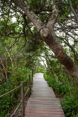 Obraz premium Hike zur Suspension Bridge im Tsitsikamma Nationalpark an der Garden Route