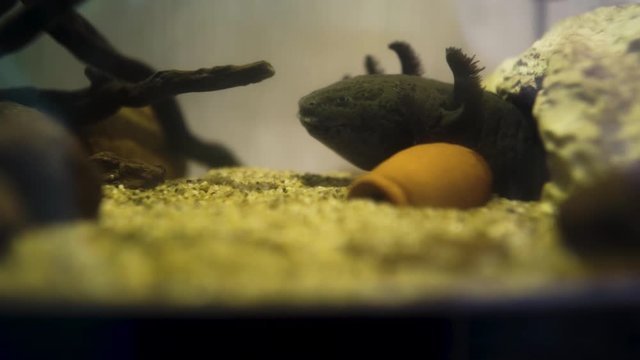 An axolotl moving his gills.
