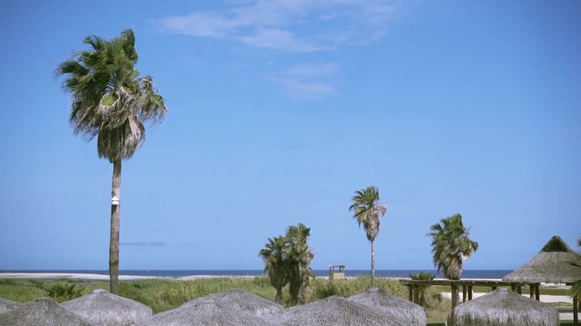 Palm trees moving by the wind.