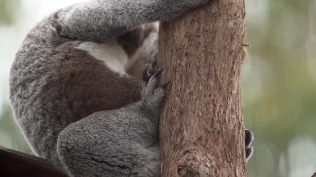 Koala Sleeping in a Leafless Tree, Close Up on Paw and Claws