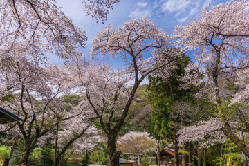 cherry blossom trees in Japanese shrine