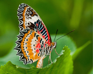 Leopard lacewing  butterfly on green leaf