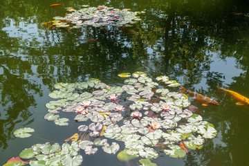Colorful blue and yellow fish swimming on artificial pond