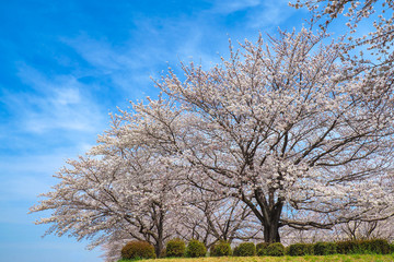 Naklejka premium Cherrys tree in full bloom