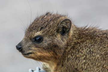 Klippschliefer im Tsitsikamma Nationalpark an der Garden Route in Südafrika