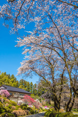 Spring landscape in Japanese temple