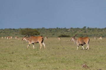 Naklejka na ściany i meble Eland antelope walking with Thompson gazelles in the background