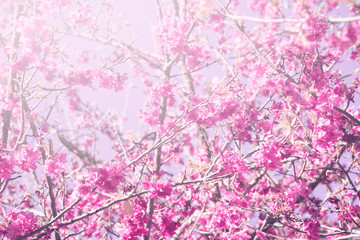 background nature Flower Valentine. Prunus cerasoides Background blur bokeh Pink