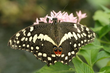 Ritterfalter -- Papilio polytes