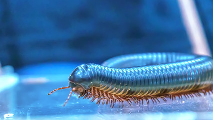 Giant millipede is a popular pet in Thailand.
