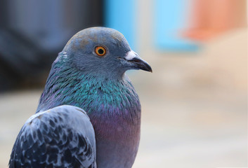 Close up head shot of beautiful pigeon bird, Pigeon close up on blue background
