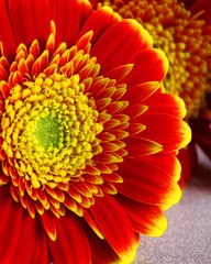Close up gerbera flower on a table. Women's Day. Holiday cocept.