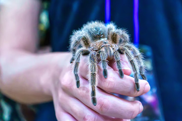 Giant spider is on hand. It is a popular pet in Thailand.