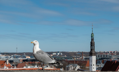 White gull standing in front of the old town of Tallinn in Estonia