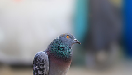 Close up head shot of beautiful pigeon bird, Pigeon close up on blue background