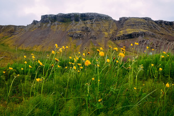 yellow flowers and grass in iceland and mountains in the background