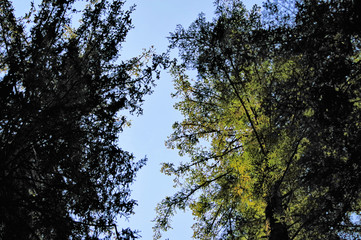 Alone in the forest