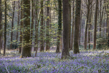 bluebells in the woods