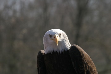 Weißkopfseeadler (Haliaeetus leucocephalus)