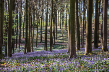 spring forest in the forest