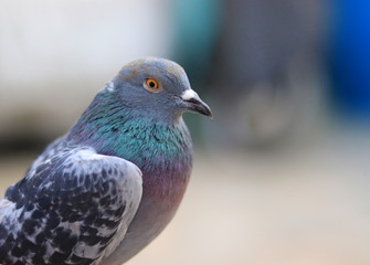 Close up head shot of beautiful pigeon bird, Pigeon close up on blue background
