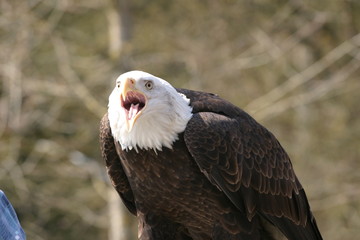 Schrei eines Weißkopfseeadler (Haliaeetus leucocephalus) -- american eagle
