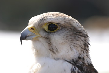 Sakerfalke (Falko cherrug)