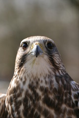 Sakerfalke (Falko cherrug)