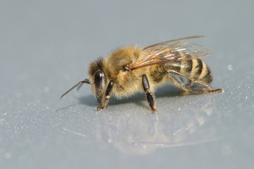 Honigbiene © Wolfgang