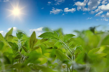 Fresh young leaves of tomatoes. Blue sky and sun as background.