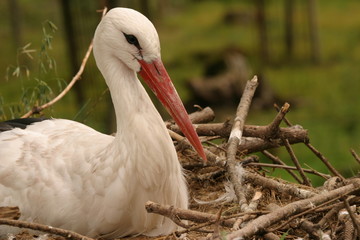 Storch auf seinem Nest